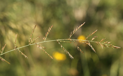 Pogonarthria squarrosa