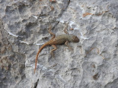 Sceloporus gadoviae