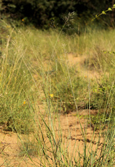 Tricholaena monachne