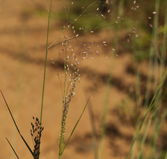 Tricholaena monachne