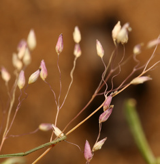 Tricholaena monachne