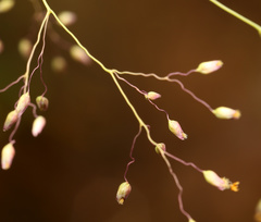 Tricholaena monachne