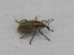 Sibinia attalica