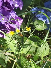 Syrphus octomaculatus