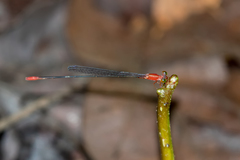 Teinobasis rufithorax