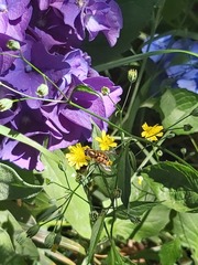 Syrphus octomaculatus