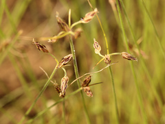 Bulbostylis hispidula pyriformis