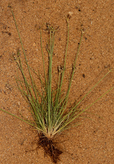 Bulbostylis hispidula pyriformis