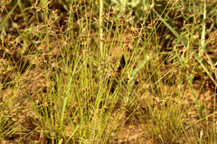 Bulbostylis hispidula pyriformis