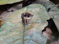 Posttaygetis penelea