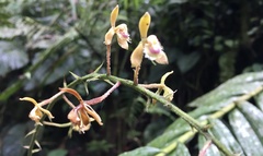 Epidendrum goodspeedianum