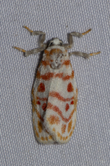 Nephelomilta effracta