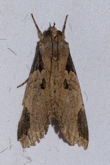 Ercheia cyllaria