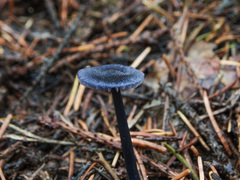 Entoloma lepidissimum