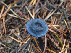 Entoloma lepidissimum
