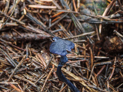 Entoloma lepidissimum