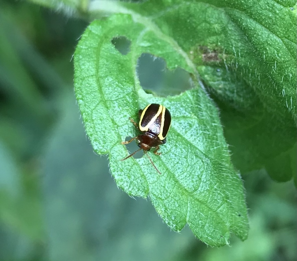 Alagoasa arcifera