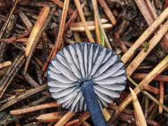 Entoloma lepidissimum