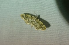 Pycnarmon tylostegalis