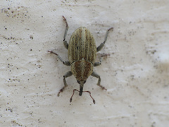 Sibinia attalica