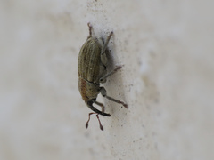 Sibinia attalica