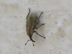 Sibinia attalica