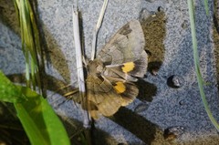 Chrysorithrum amatum