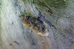 Lobogonodes complicata