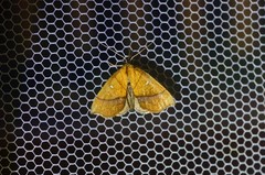 Stenbergmania albomaculalis