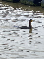 Phalacrocorax carbo