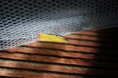 Oncocera semirubella