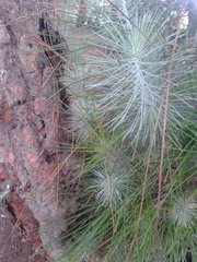 Pinus canariensis
