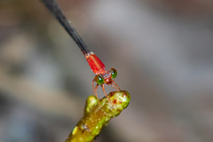 Teinobasis rufithorax