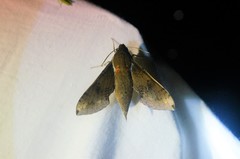 Rhagastis mongoliana