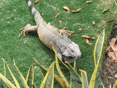 Iguana iguana