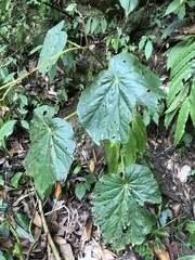 Begonia chitoensis