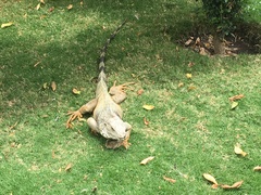 Iguana iguana