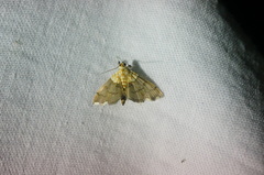 Agrotera nemoralis