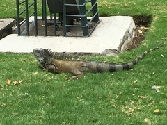Iguana iguana