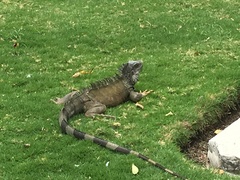 Iguana iguana