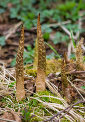 Arisaema japonicum