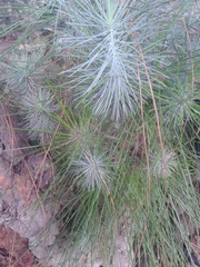 Pinus canariensis