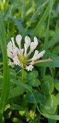 Trifolium clypeatum