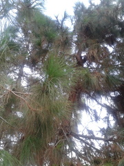 Pinus canariensis