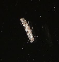 Phyllonorycter apparella