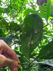 Anthurium pentaphyllum