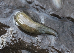 Erpobdellidae