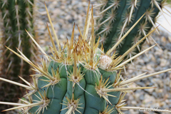 Cereeae