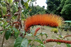 Combretum rotundifolium