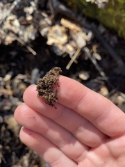 Ligidium blueridgense